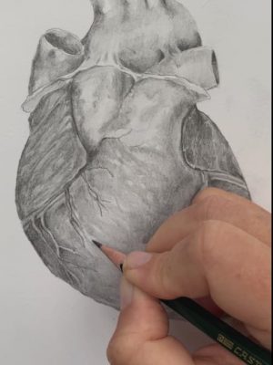 anterior heart